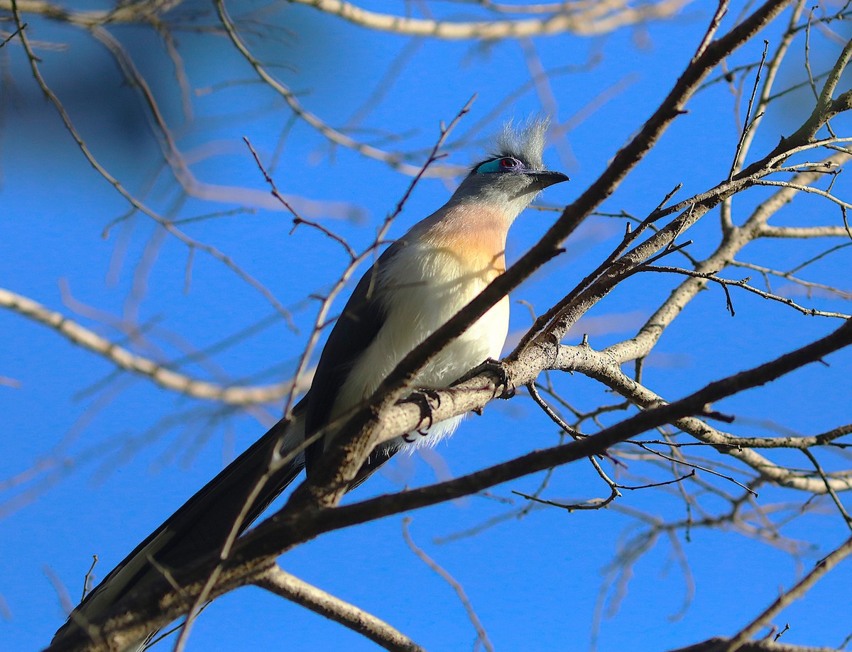 Crested Coua - ML644223867