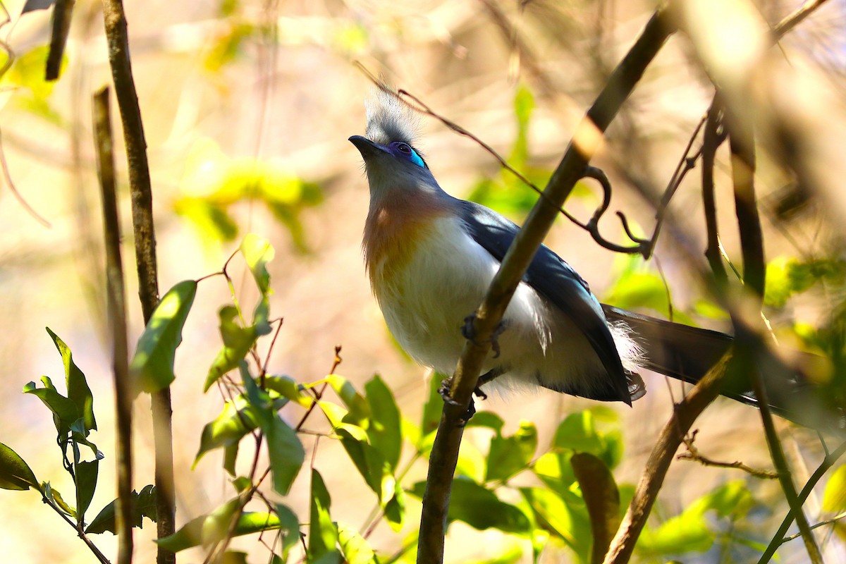 Crested Coua - ML644223869