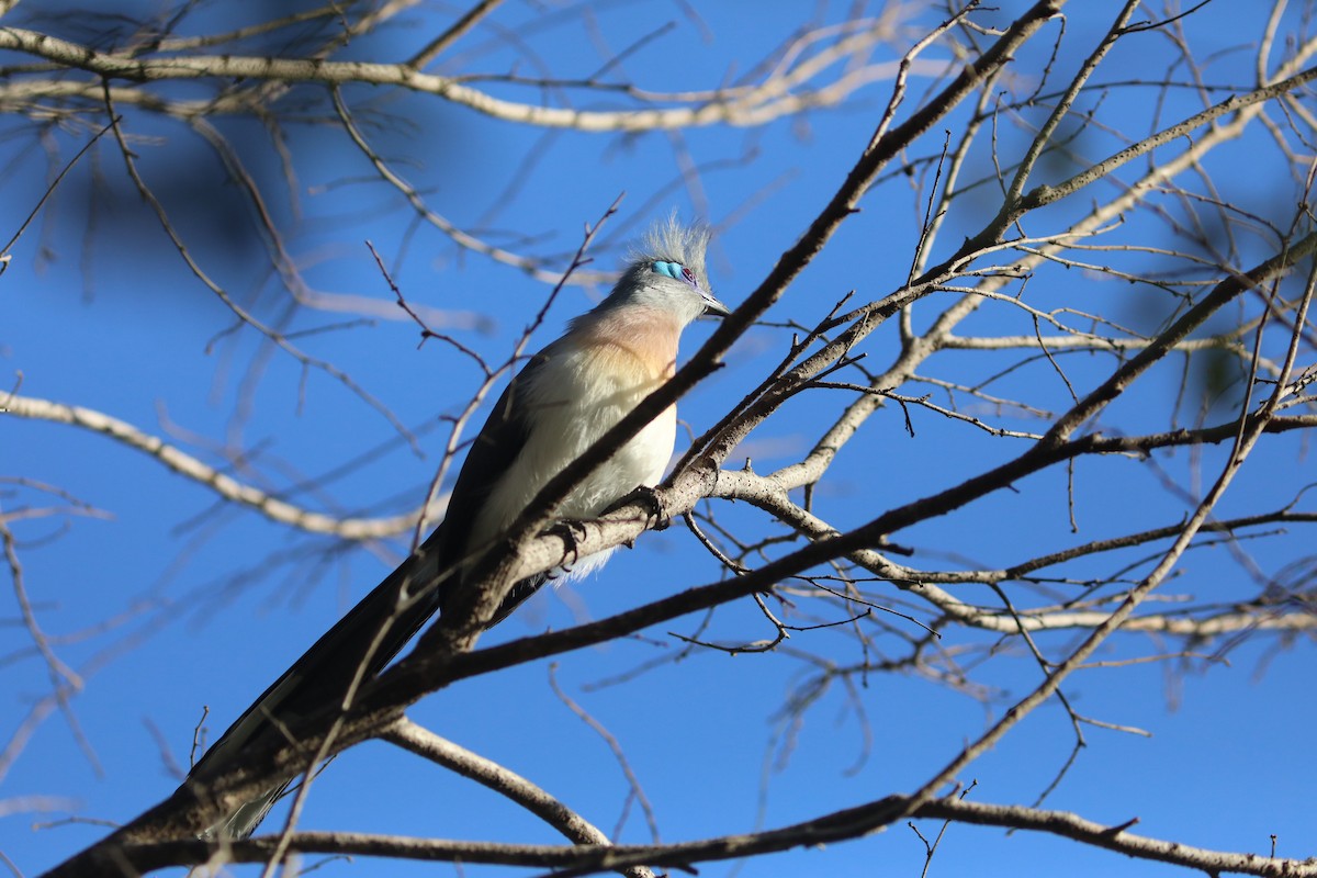 Crested Coua - ML644223870