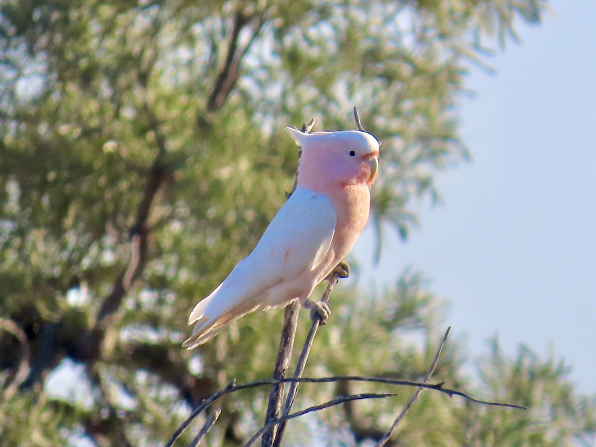 Pink Cockatoo - ML644223882