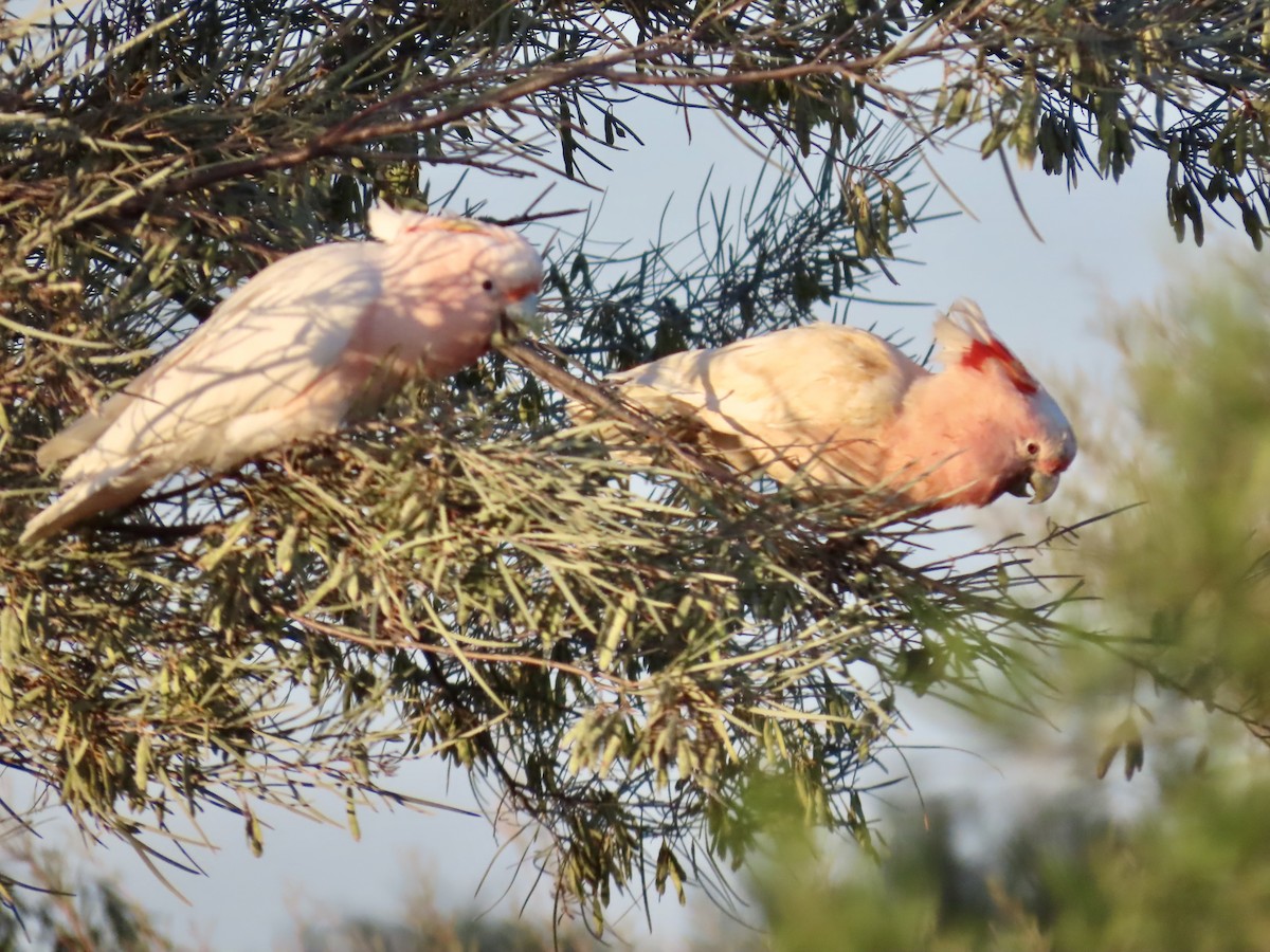 Pink Cockatoo - ML644223883