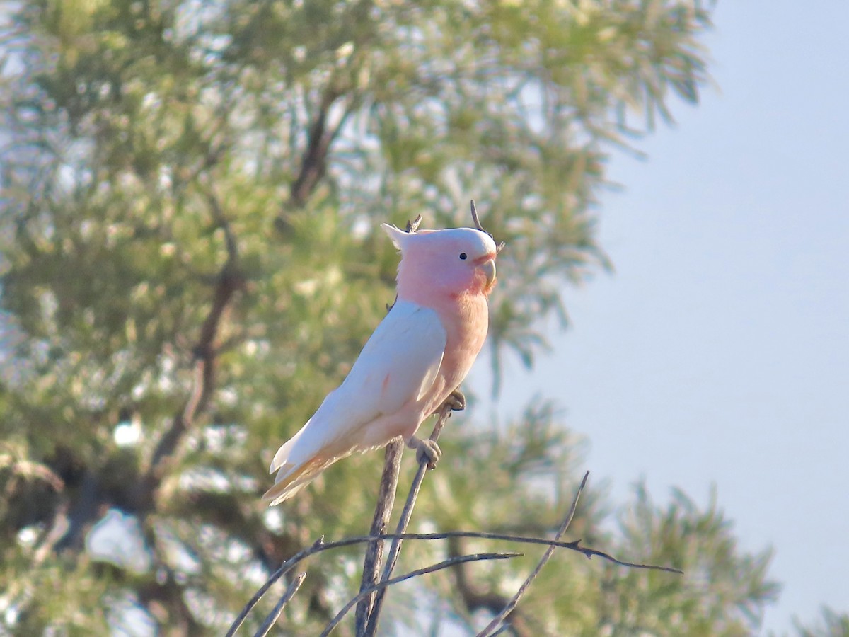 Pink Cockatoo - ML644223884