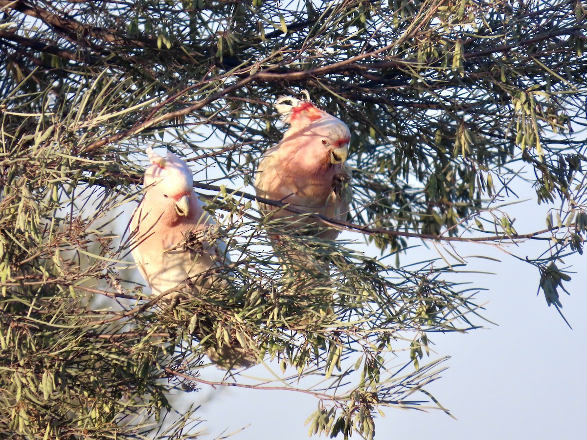 Pink Cockatoo - ML644223885