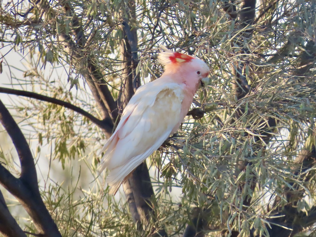Pink Cockatoo - ML644223886