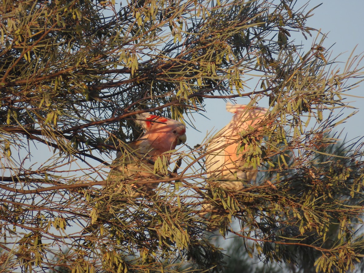 Pink Cockatoo - ML644223887