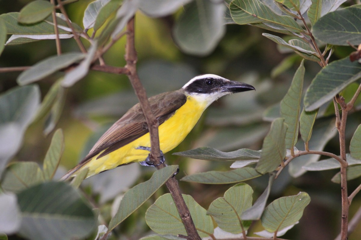 Boat-billed Flycatcher - ML644223898