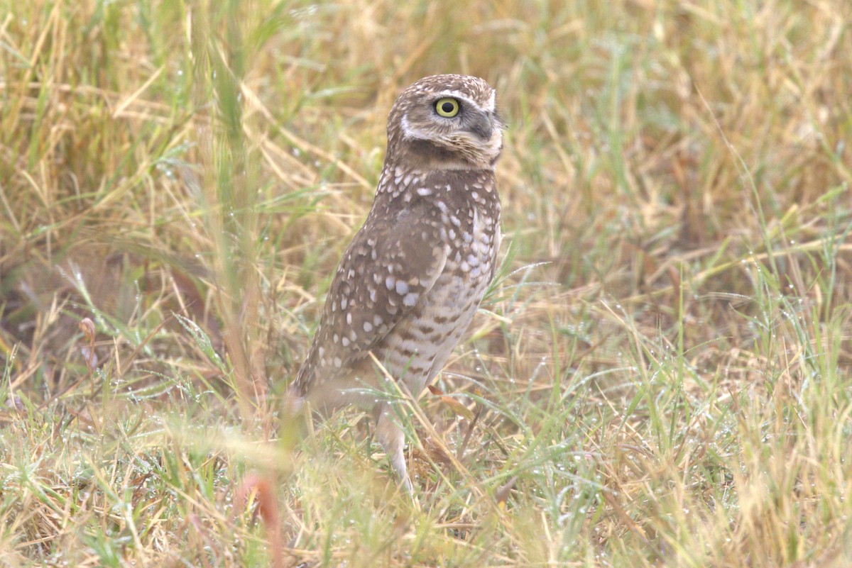 Burrowing Owl - ML644223899