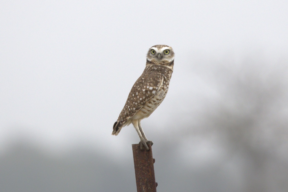 Burrowing Owl - ML644223900