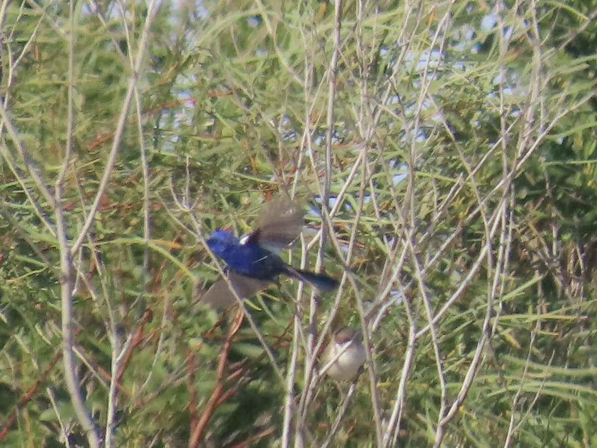 White-winged Fairywren - ML644223917