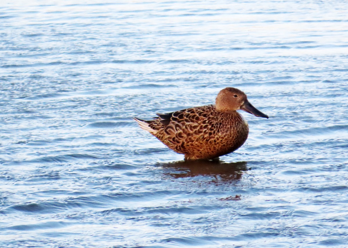 Red Shoveler - ML644223933