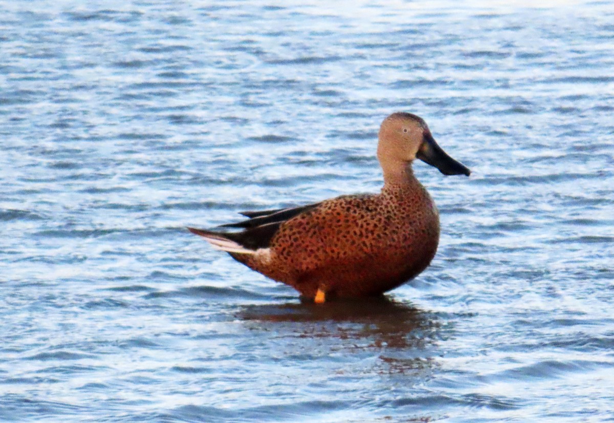 Red Shoveler - ML644223934