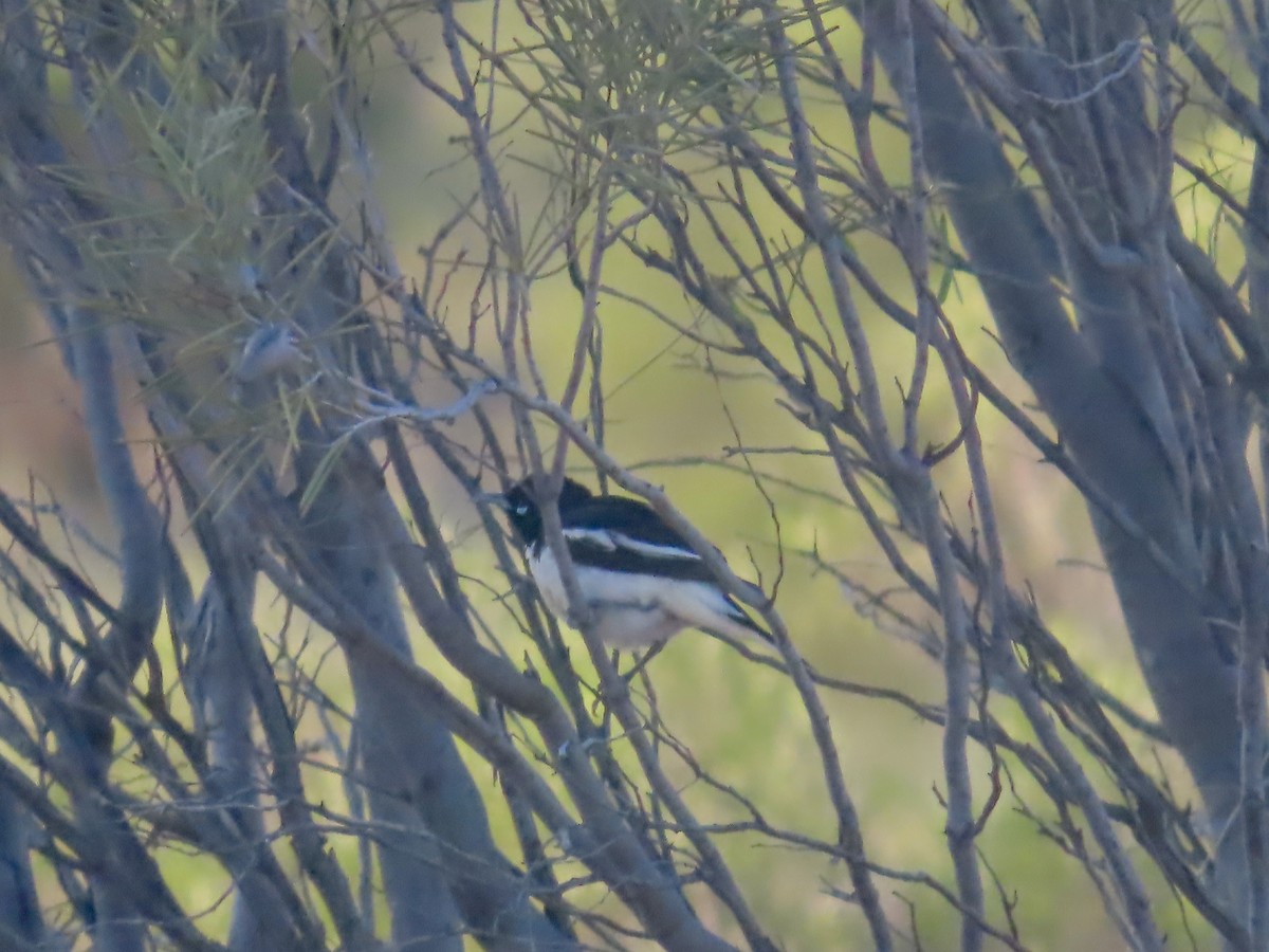 Pied Honeyeater - ML644223938