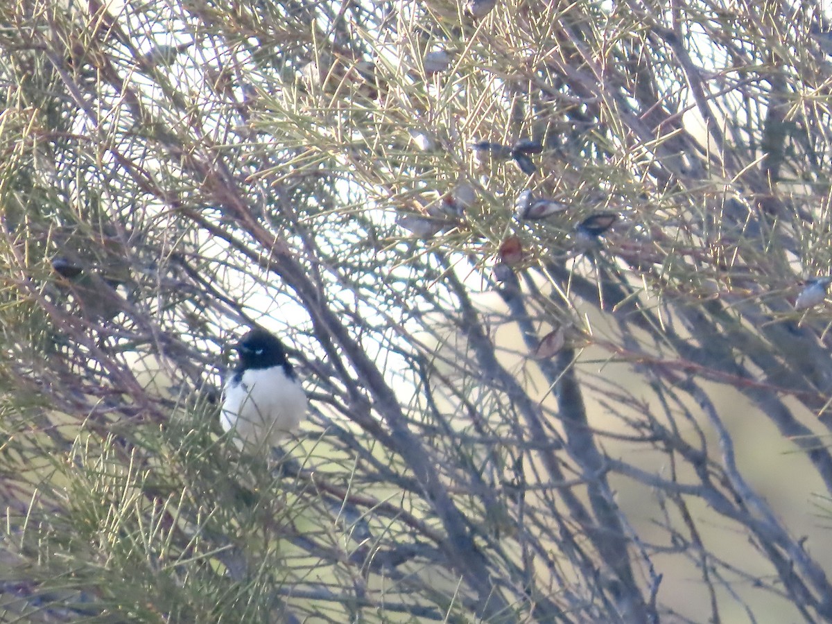 Pied Honeyeater - ML644223939