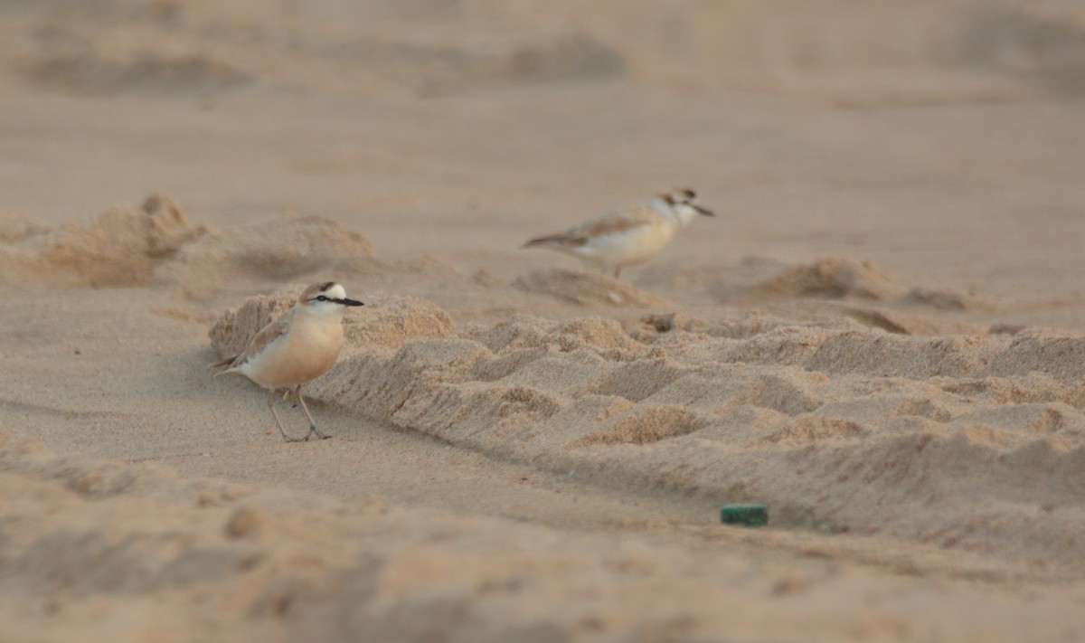 White-fronted Plover - ML644223944