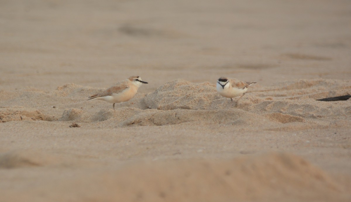 White-fronted Plover - ML644223945