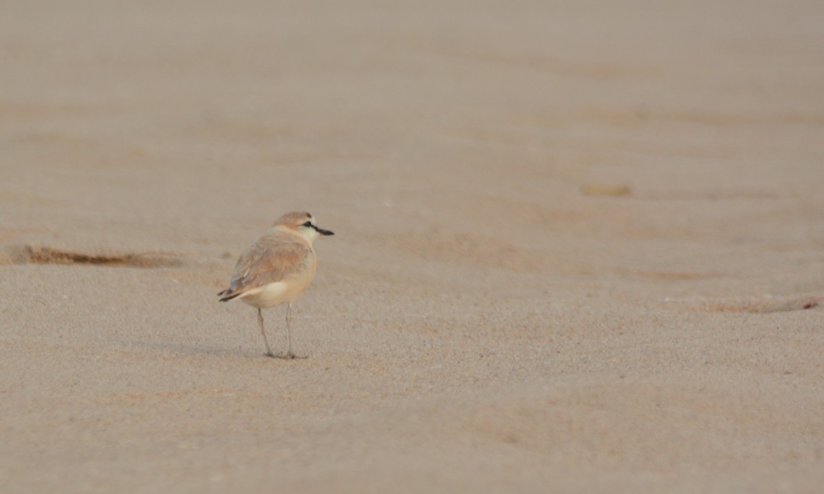 White-fronted Plover - ML644223946