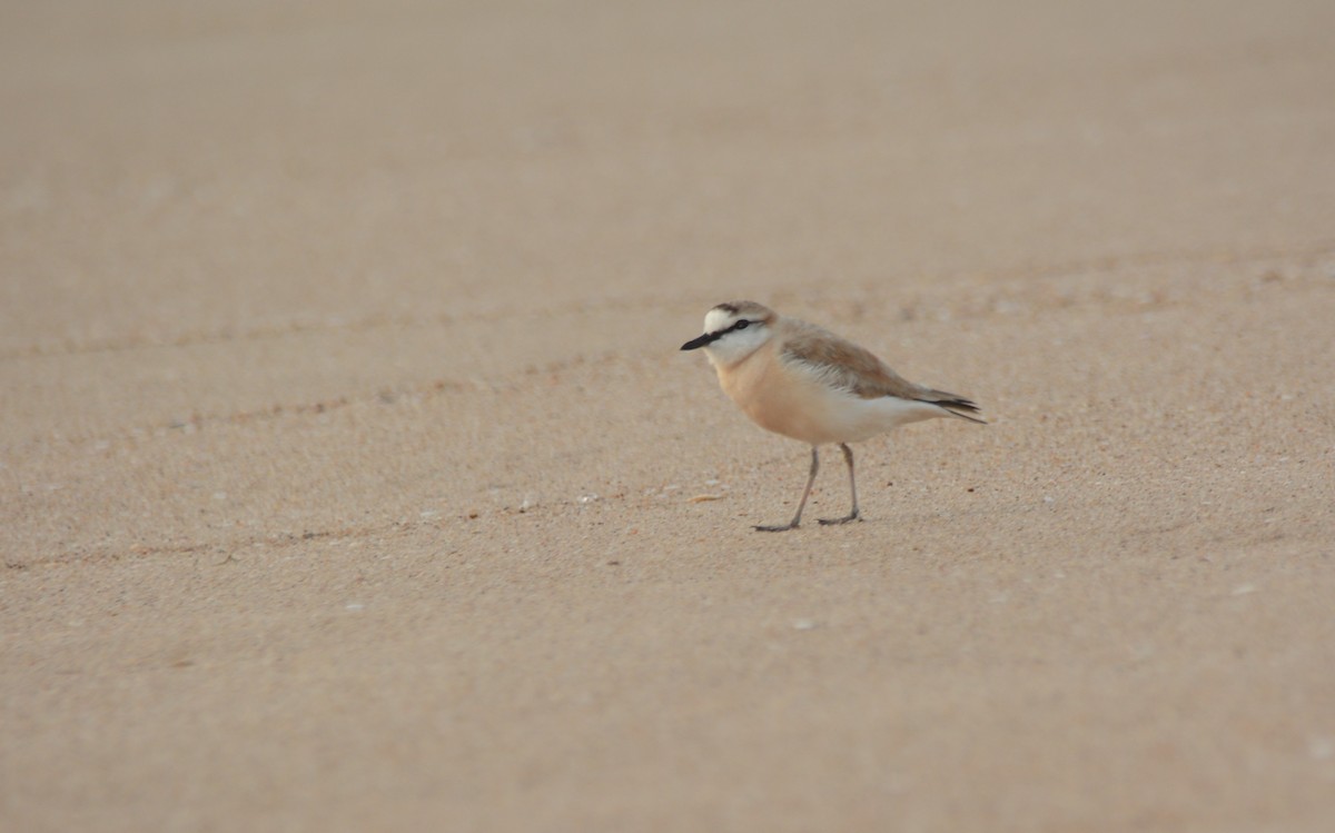 White-fronted Plover - ML644223947