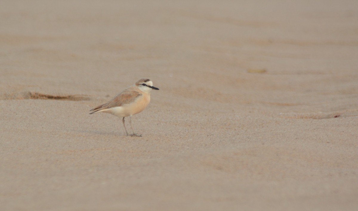 White-fronted Plover - ML644223948