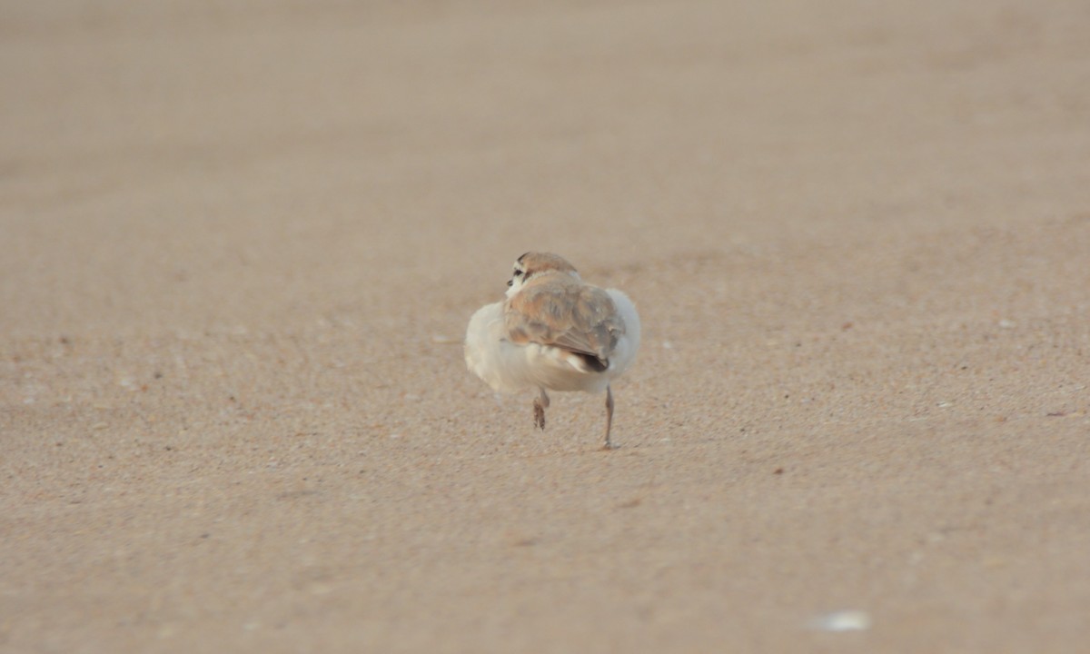 White-fronted Plover - ML644223949