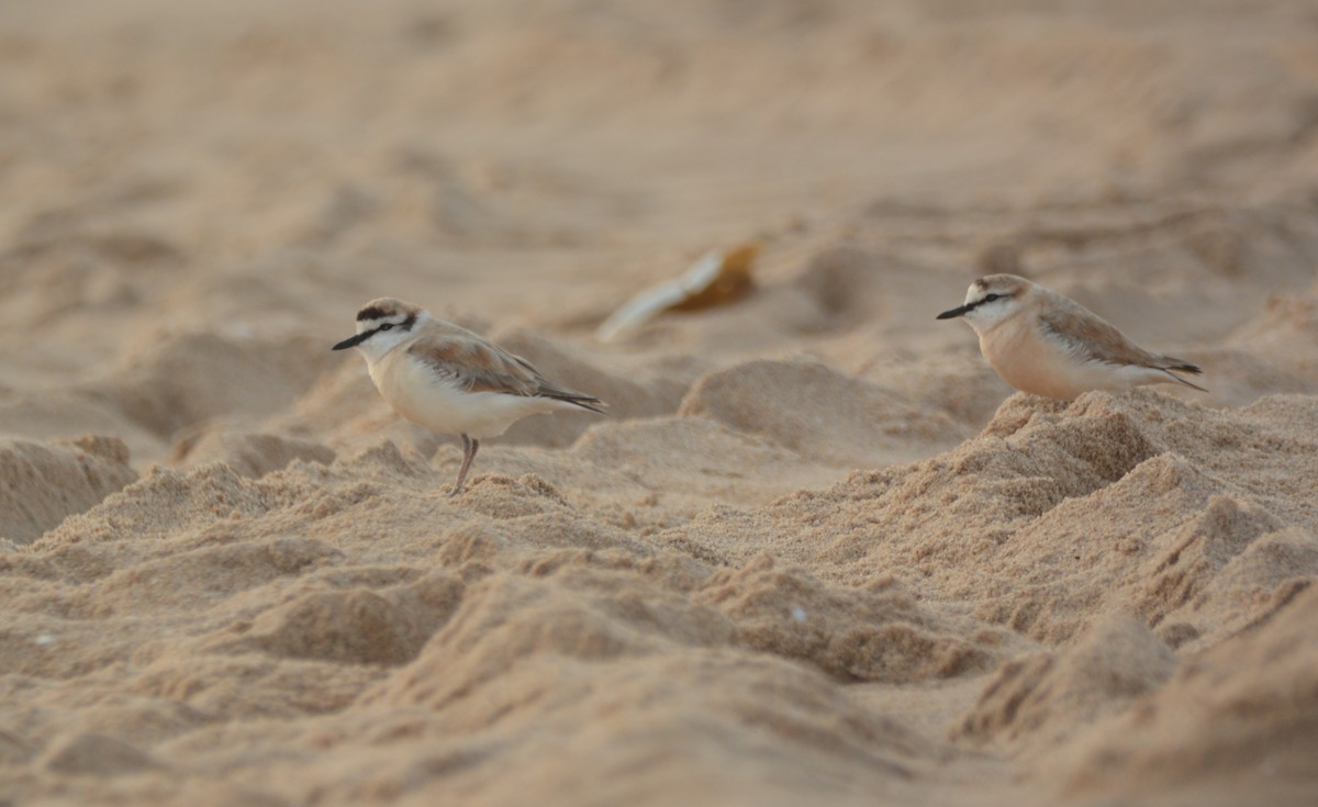White-fronted Plover - ML644223950