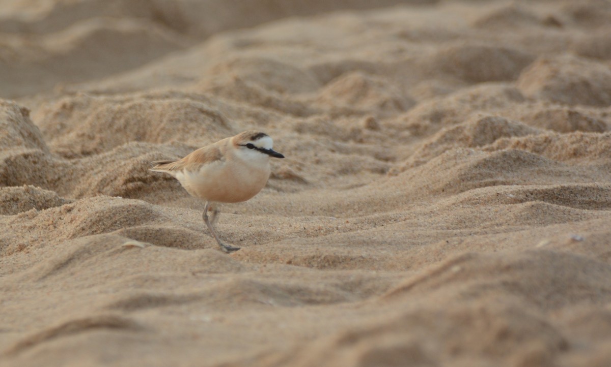 White-fronted Plover - ML644223951