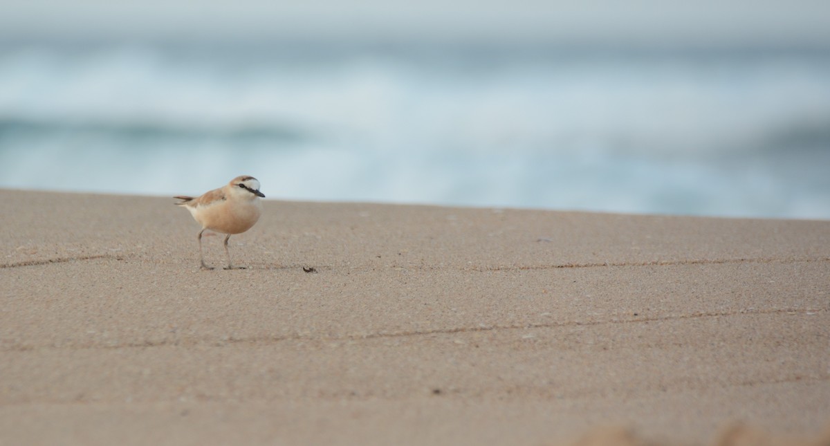 White-fronted Plover - ML644223952
