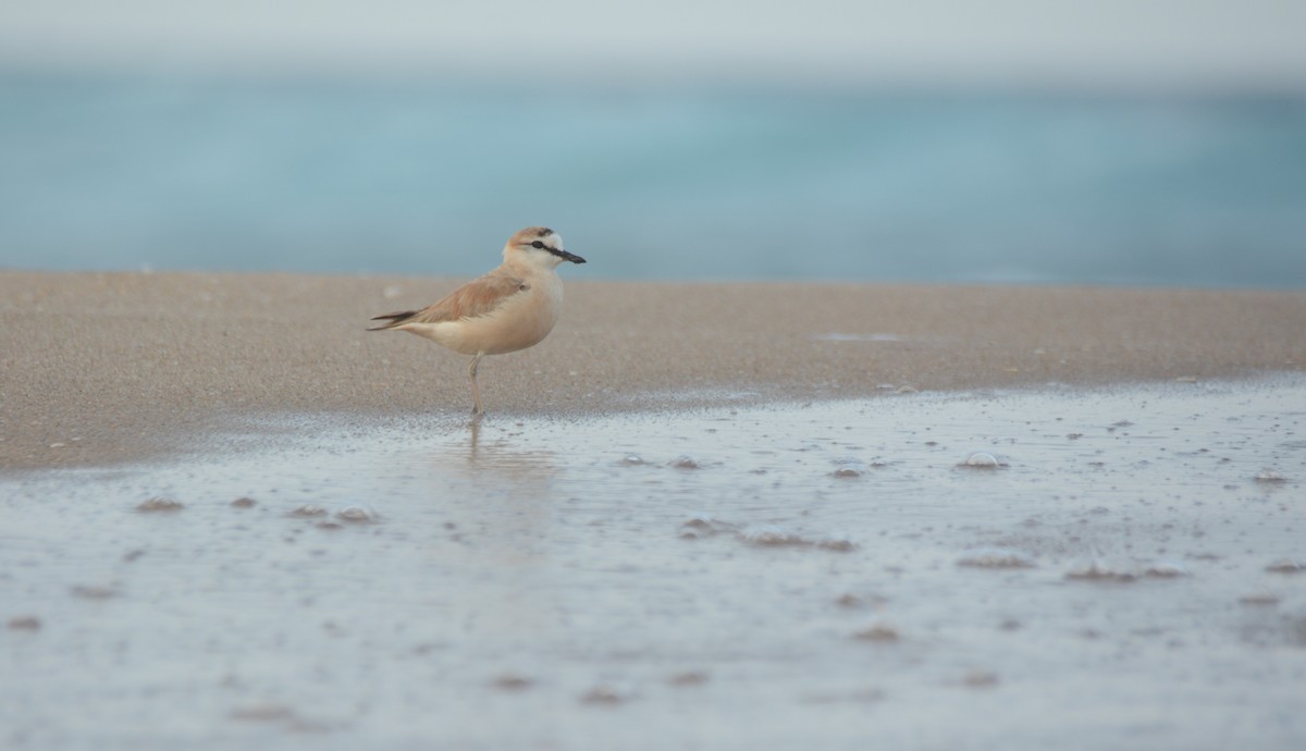 White-fronted Plover - ML644223953