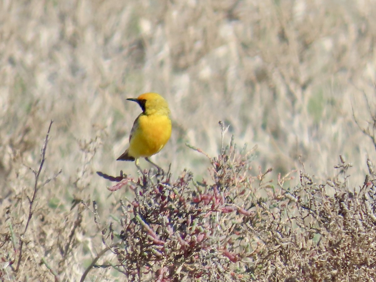 Orange Chat - ML644223963