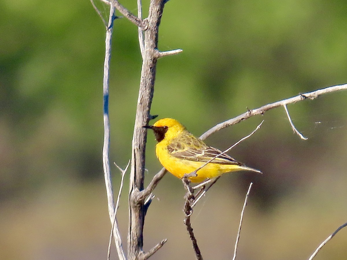 Orange Chat - ML644223964