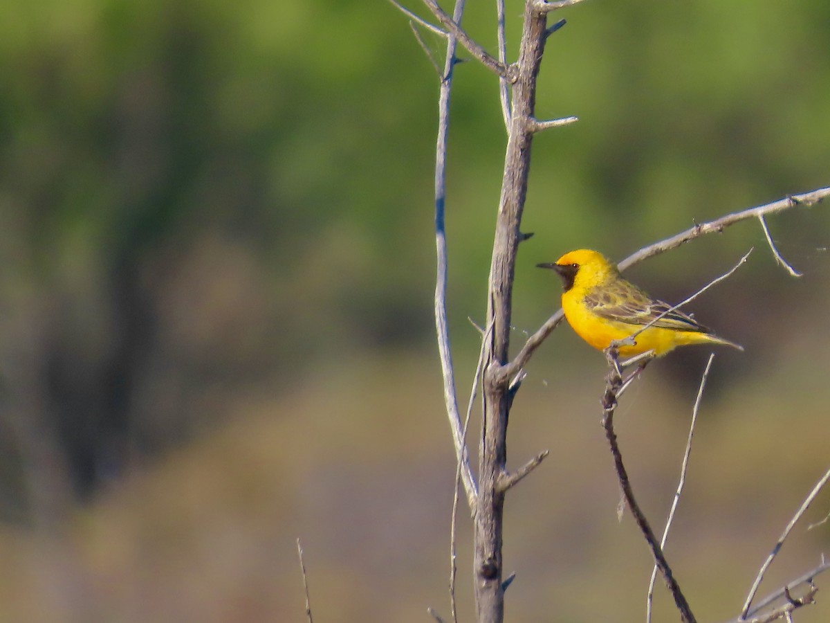 Orange Chat - ML644223965