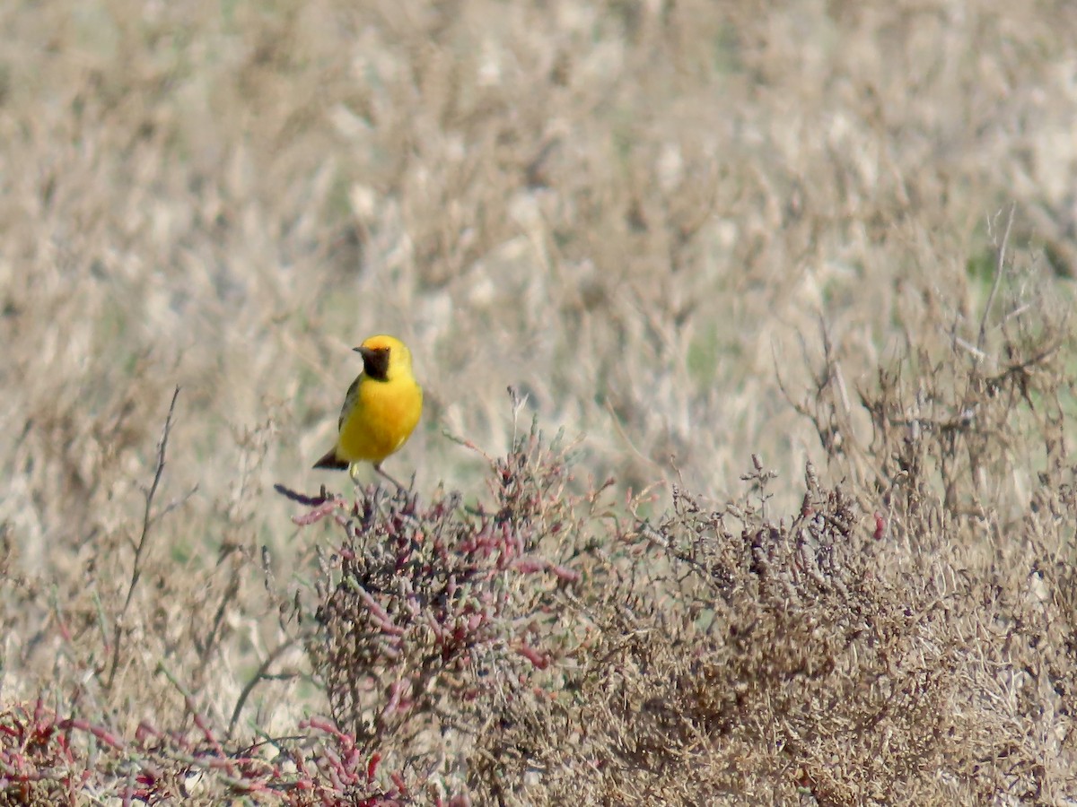 Orange Chat - ML644223966