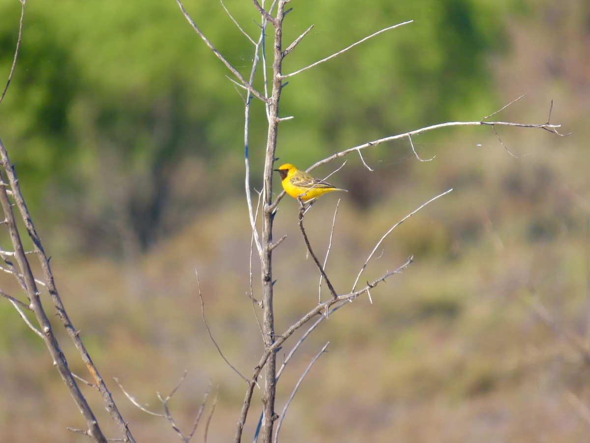 Orange Chat - ML644223967