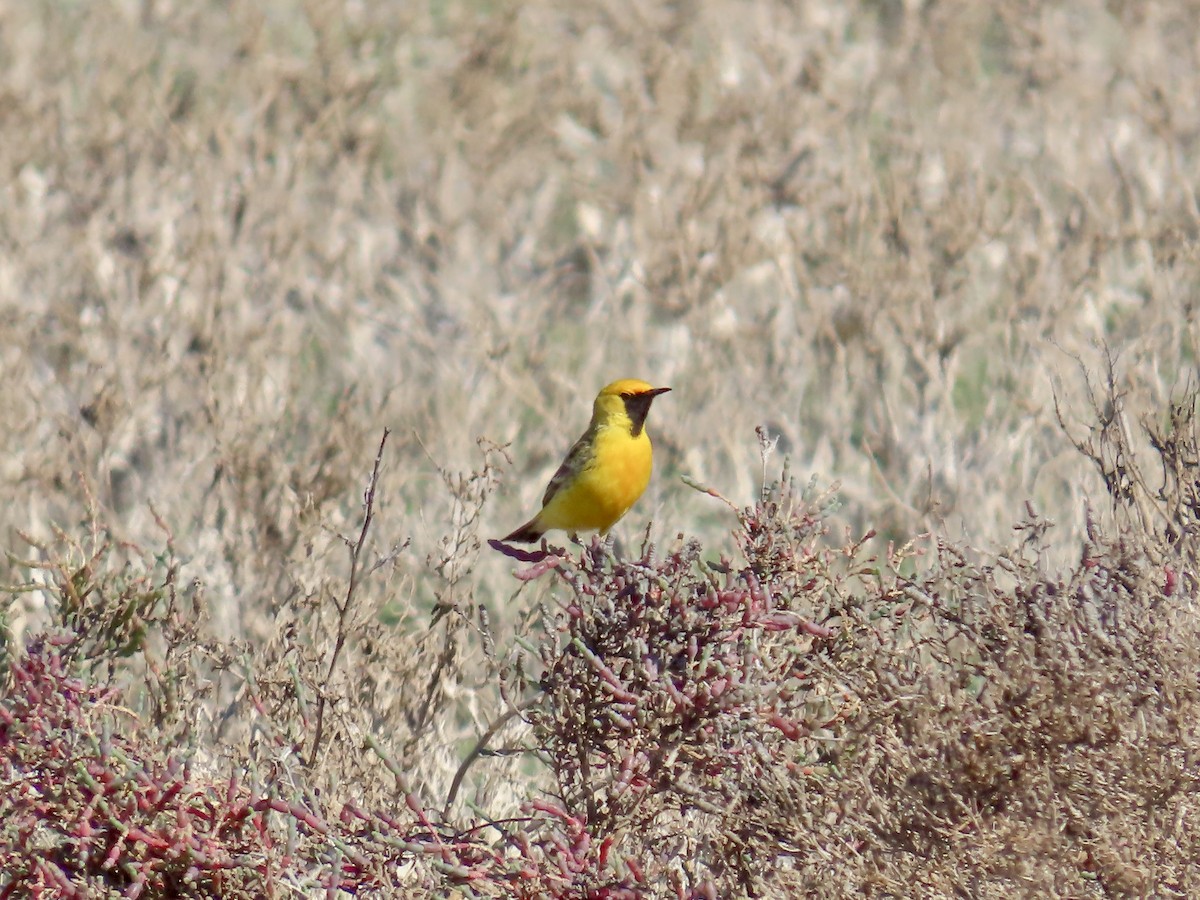 Orange Chat - ML644223968