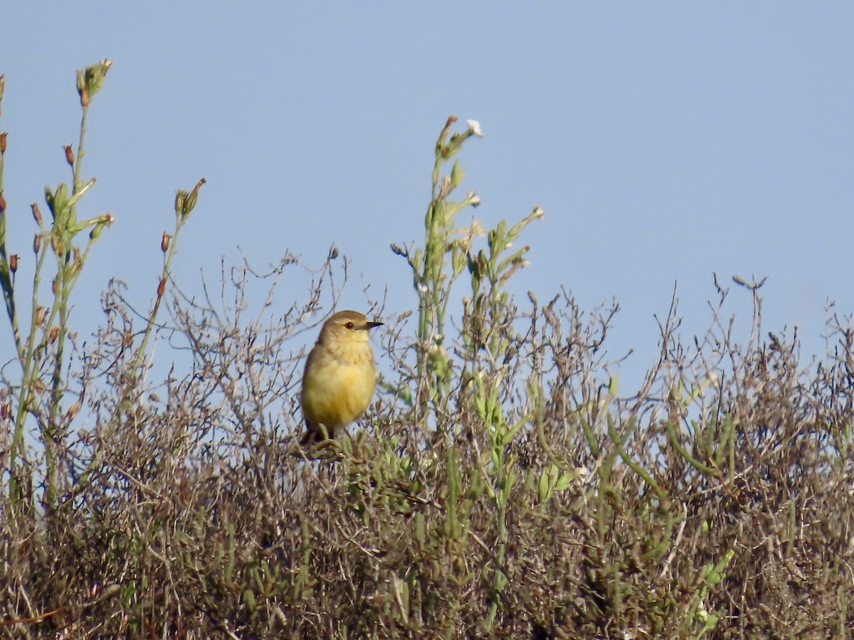 Orange Chat - ML644223969