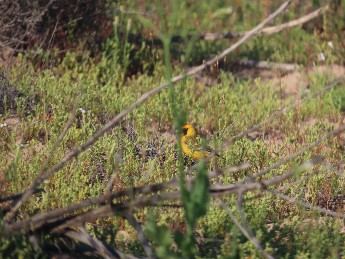 Orange Chat - ML644223970