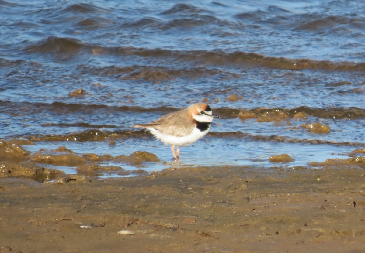 Collared Plover - ML644223978