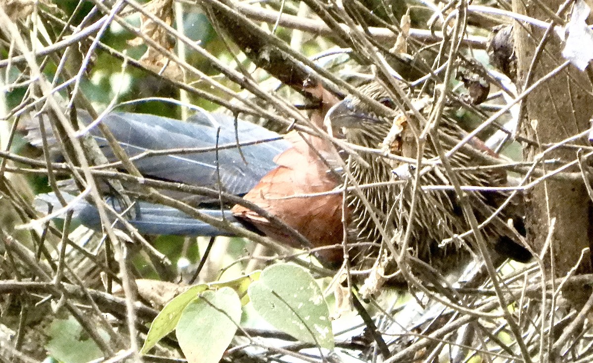 Malagasy Coucal - ML644223994