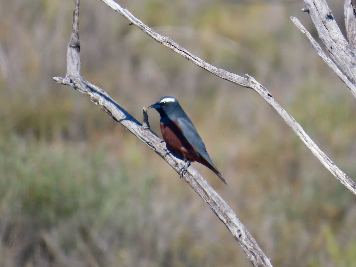 White-browed Woodswallow - ML644224014