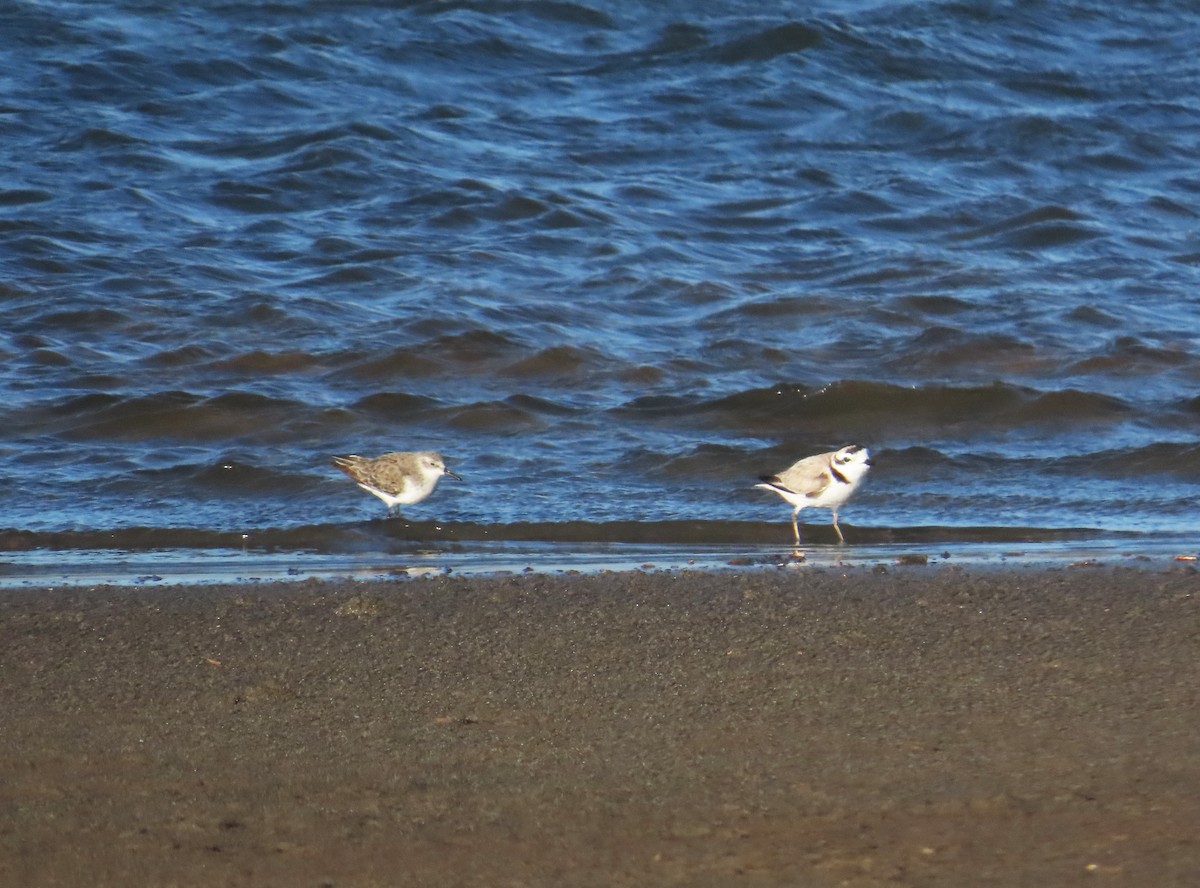 Semipalmated Sandpiper - ML644224017