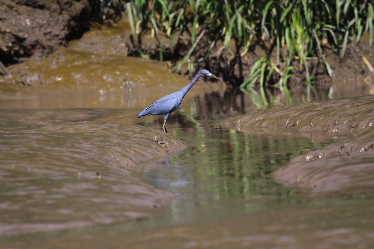 Little Blue Heron - ML644224025