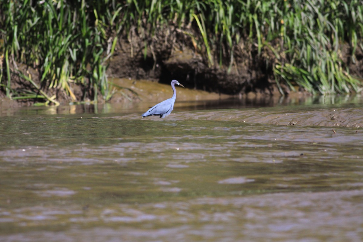 Little Blue Heron - ML644224026