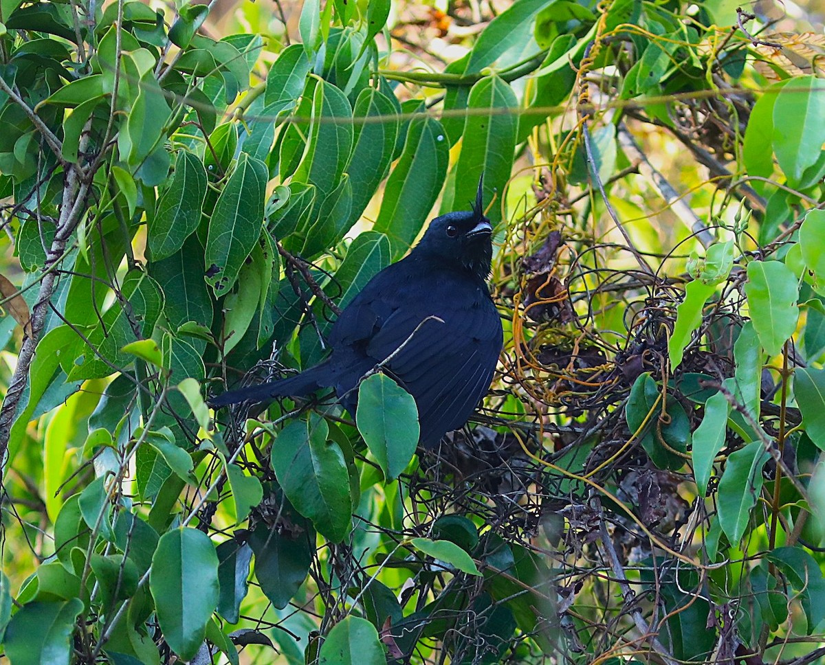 Crested Drongo - ML644224027