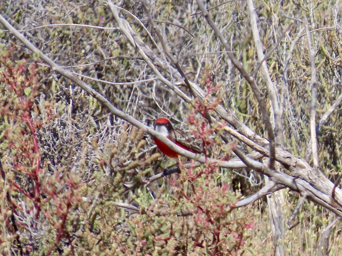 Crimson Chat - ML644224036