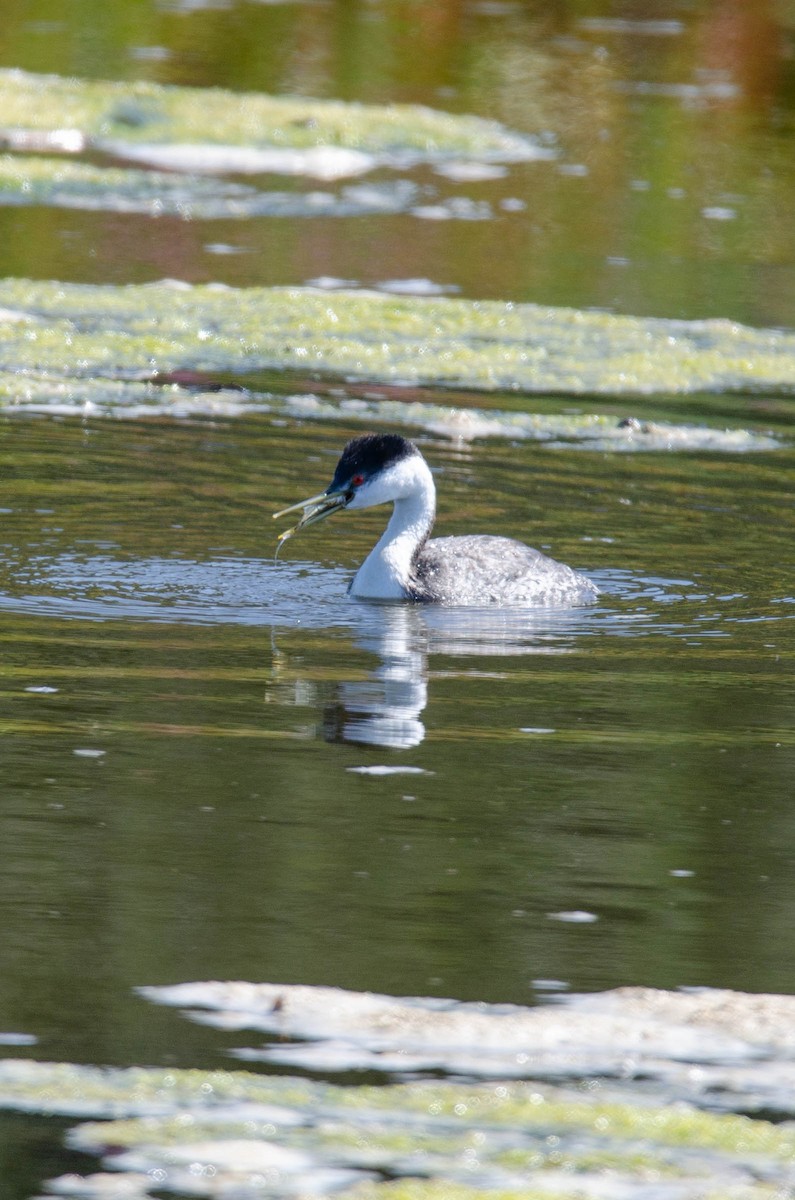 クビナガカイツブリ - ML644224038
