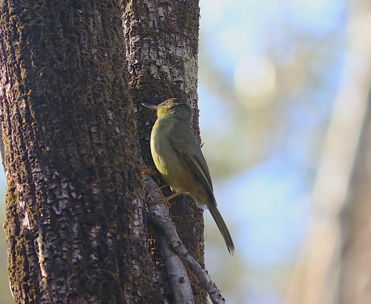 Long-billed Bernieria - ML644224040