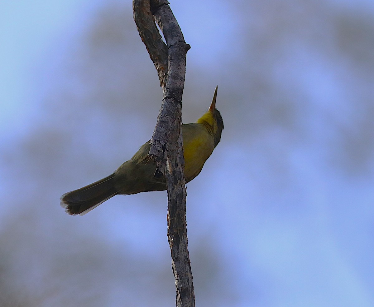 Long-billed Bernieria - ML644224041