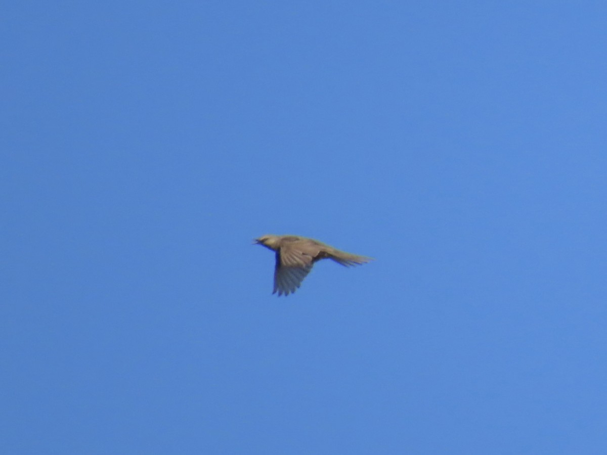 Brown Songlark - ML644224055