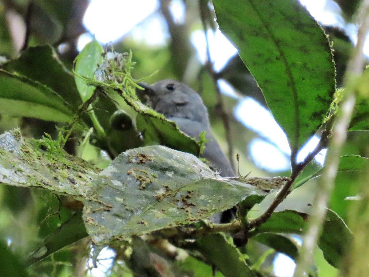 ムジヒメアリサザイ - ML644224059