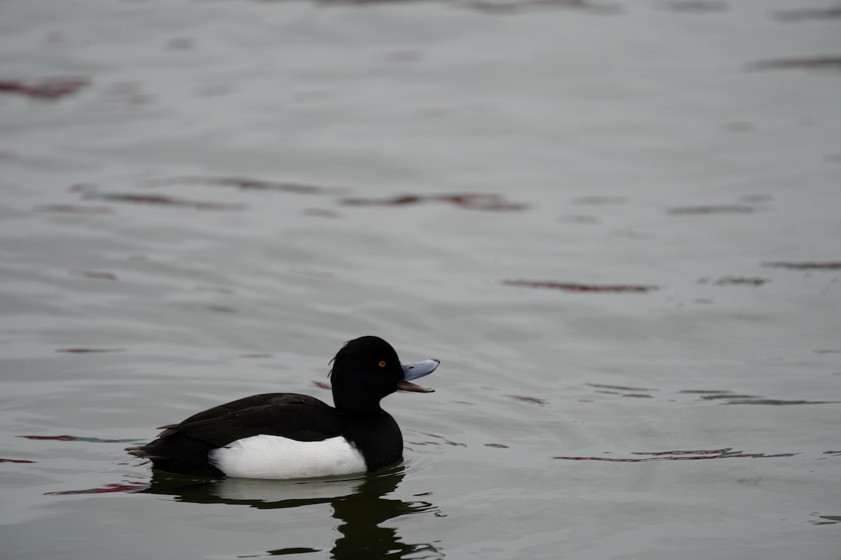 toppand - ML644224067