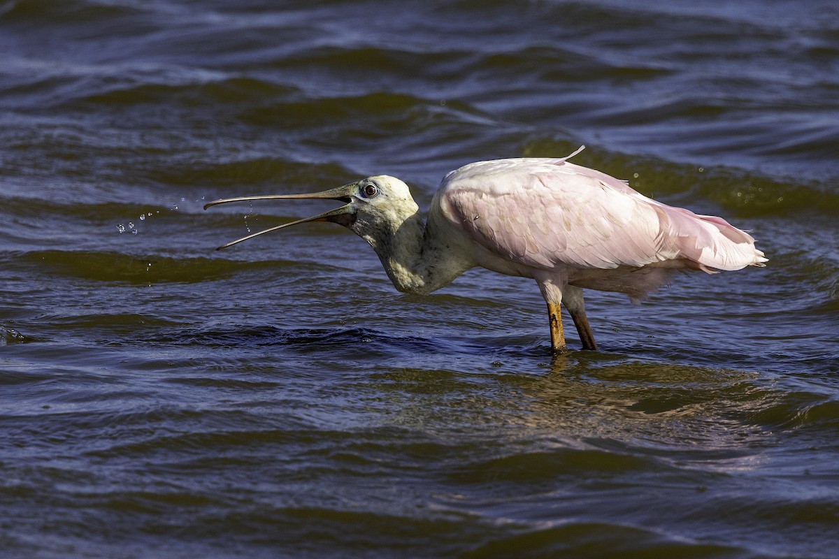 Roseate Spoonbill - ML644224130